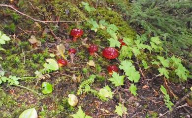 Suillus grevillei (Klotzsch) Singer. 厚環乳牛肝菌