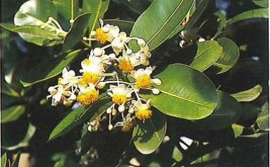 Calophyllum inophyllum 胡桐