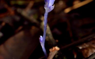 Burmannia itoana 紫水玉簪