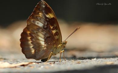 Abrota ganga formosana Fruhstorfer, 1908 瑙蛺蝶