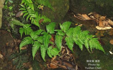 Dryopteris sparsa 長葉鱗毛蕨