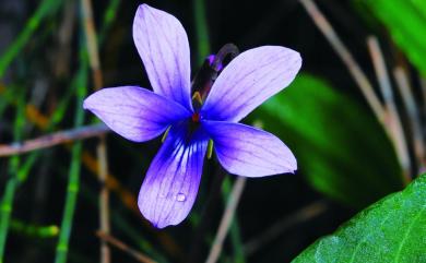 Viola betonicifolia Sm. 箭葉菫菜