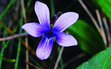 Viola betonicifolia 箭葉堇菜