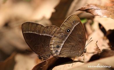 Mycalesis francisca formosana Fruhstorfer, 1908 眉眼蝶