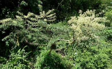 Aralia bipinnata 裡白楤木