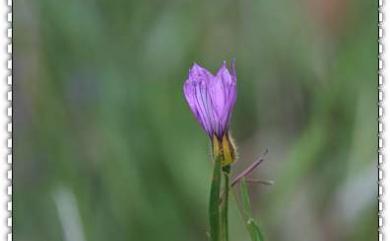 Sisyrinchium iridifolium 鳶尾葉庭菖蒲