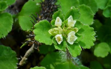 Chrysosplenium hebetatum 大武貓兒眼睛草