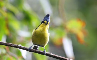 Machlolophus holsti (Seebohm, 1894) 黃山雀