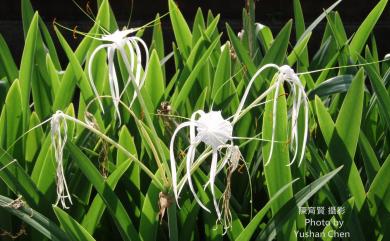 Hymenocallis speciosa (L.f. ex Salisb.) Salisb. 螫蟹百合