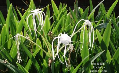 Hymenocallis speciosa 螫蟹百合