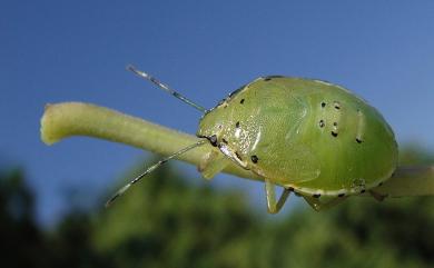 Glaucias subpunctatus (Walker, 1867) 綠豔椿象