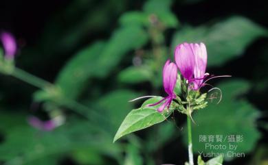 Hypoestes purpurea (L.) R. Br. 六角英