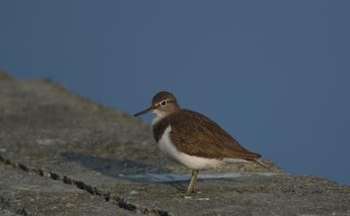 Actitis hypoleucos (Linnaeus, 1758) 磯鷸