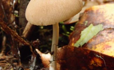 Psathyrella obtusata (Fr.) A. H. Smith 鈍頂脆柄菇