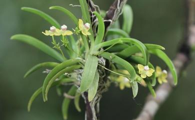 Thrixspermum merguense (Hook.f.) Kuntze 高士佛風鈴蘭