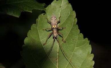 Olenecamptus taiwanus Dillon & Dillon, 1948 六星白天牛