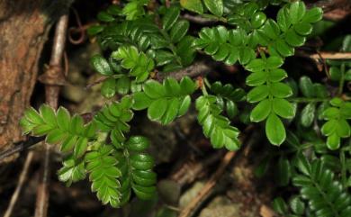 Osteomeles anthyllidifolia var. subrotunda 小石積