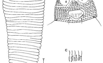 Aculops oldhamii Huang, 2001 金毛杜鵑刺皮節蜱