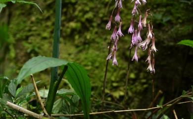 Cremastra appendiculata (D. Don) Makino 馬鞭蘭