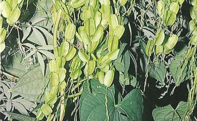 Dioscorea bulbifera 山芋