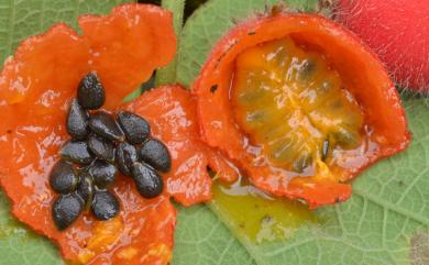 Thladiantha nudiflora 青牛膽