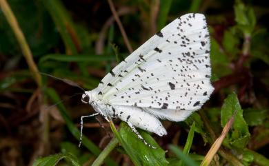 Ourapteryx venusta Inoue, 1985 芝麻尾尺蛾