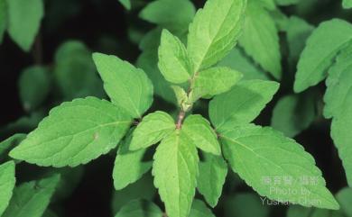 Eupatorium formosanum Hayata 臺灣澤蘭