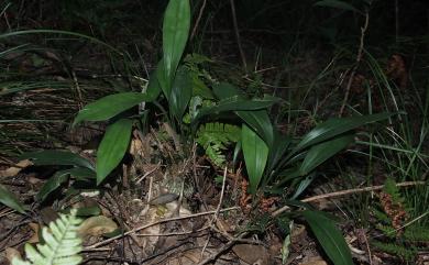 Cymbidium lancifolium Hook. 竹柏蘭