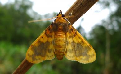 Pachynoa thoosalis (Walker, 1859)