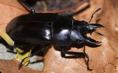 Prosopocoilus forficula austerus (de Lisle, 1967) 圓翅鋸鍬形蟲