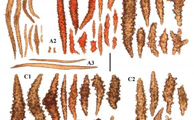 Dendronephthya microspiculata (Pütter, 1900) 小針棘穗軟珊瑚