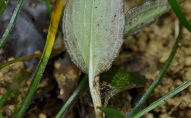 Goodyera yangmeishanensis 小小班葉蘭