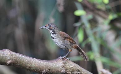 Megapomatorhinus erythrocnemis Gould, 1863 大彎嘴