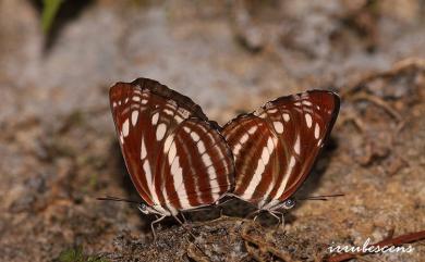 Neptis nata lutatia Fruhstorfer, 1913 細帶環蛺蝶