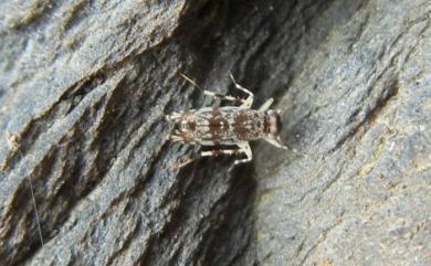 Amphientomidae 蛾嚙蟲科