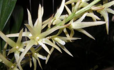 Eria javanica (Sw.) Blume 大葉絨蘭