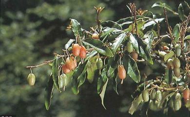 Elaeagnus thunbergii 鄧氏胡頹子