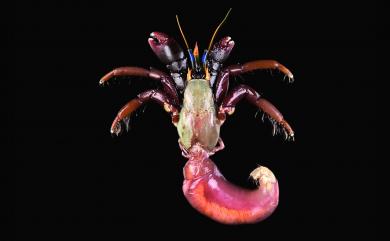 Calcinus morgani Rahayu & Forest, 1999 摩氏硬指寄居蟹