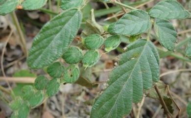 Phyllodium pulchellum (L.) Desv. 排錢樹