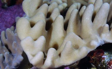 Lobophytum pauciflorum (Ehrenberg, 1834) 疏指葉形軟珊瑚