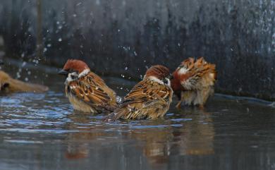 Passer montanus saturatus (Stejneger, 1885) 麻雀