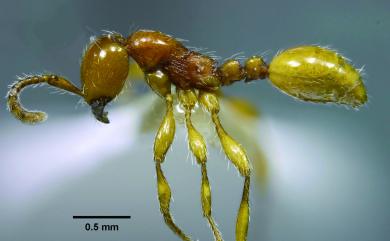 Aenictus ceylonicus (Mayr, 1866) 錫蘭迷蟻