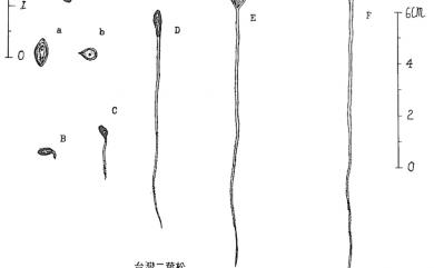 Pinus taiwanensis 臺灣二葉松