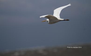 Egretta eulophotes (Swinhoe, 1860) 唐白鷺