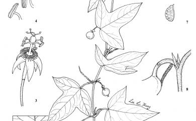 Passiflora suberosa 三角葉西番蓮