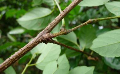 Ampelopsis cantoniensis var. leecoides 大葉廣東山葡萄