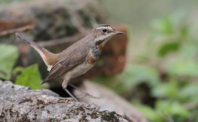 Luscinia svecica svecica (Linnaeus, 1758) 藍喉歌鴝