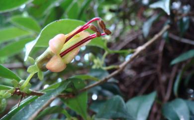 Aeschynanthus acuminatus Wall. ex A.DC. 長果藤