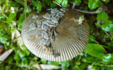 Amanita ceciliae (Berk. & Br.) Bas 圈托鵝膏菌