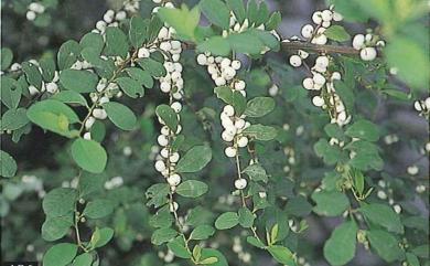 Flueggea virosa (Roxb. ex Willd.) Royle 密花白飯樹